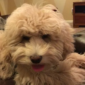 Meet your Posher, Ben